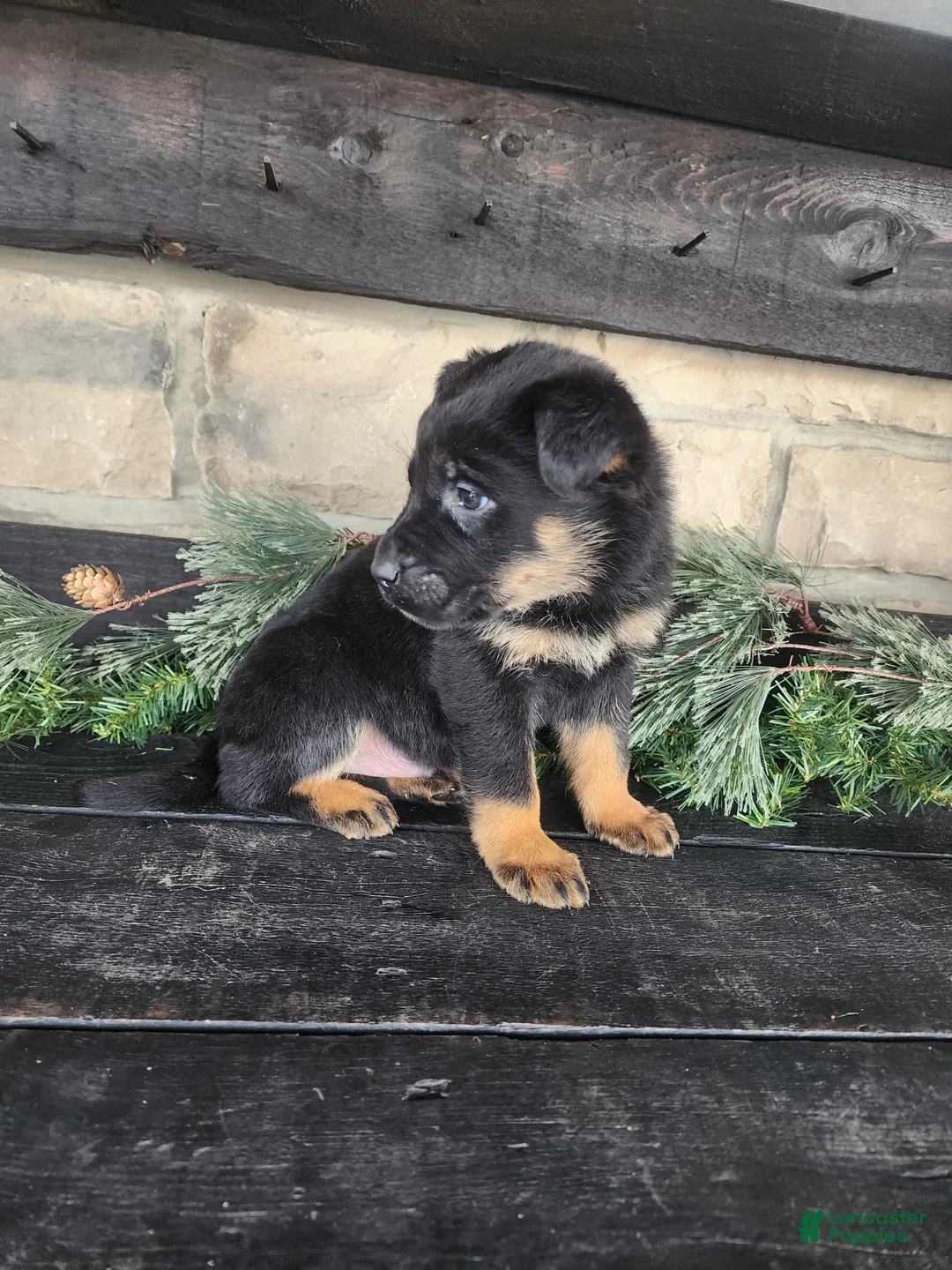 Mixed Breed dogs for sale: Riley - Ad 2