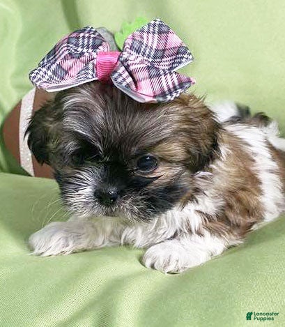 Shih Tzu dogs Julie - Ad 15