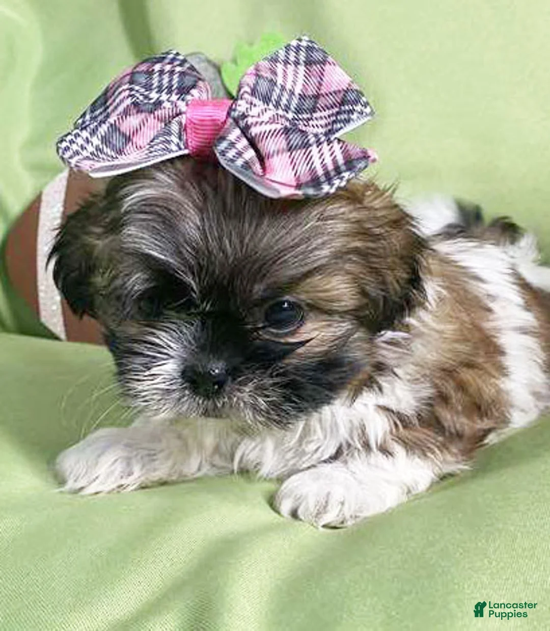 Shih Tzu dogs for sale: Julie - Ad 1