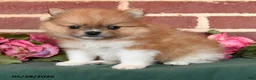 Pomeranian dogs for sale: Indy - Ad 2
