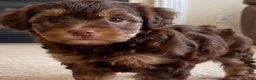 Yorkshire Terrier dogs for sale: Ava - Ad 7