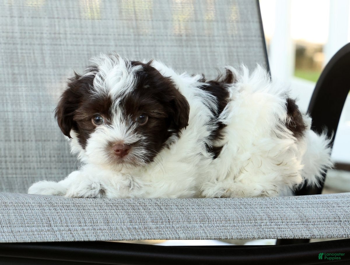 Havanese dogs for sale: Lucky - Ad 8