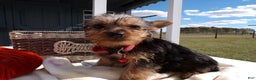 Yorkshire Terrier dogs for sale: Yorkshire Terrier Puppy 4 Milo - Ad 1