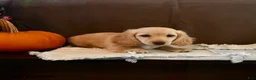 Miniature Dachshund dogs for sale: Snoopy - Ad 5