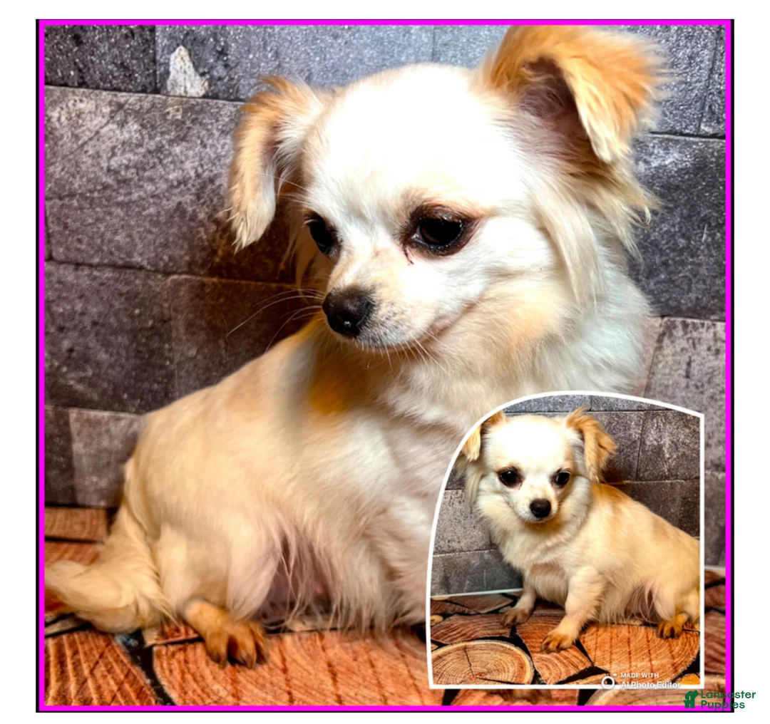 Chihuahua dogs for sale:  Fuzz-E - Ad 4