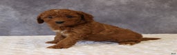 Mini Goldendoodle dogs for sale: Milo - Ad 4