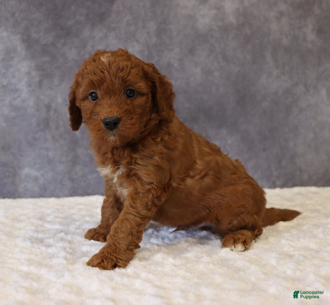 Mini Goldendoodle dogs for sale: Milo - Ad 4