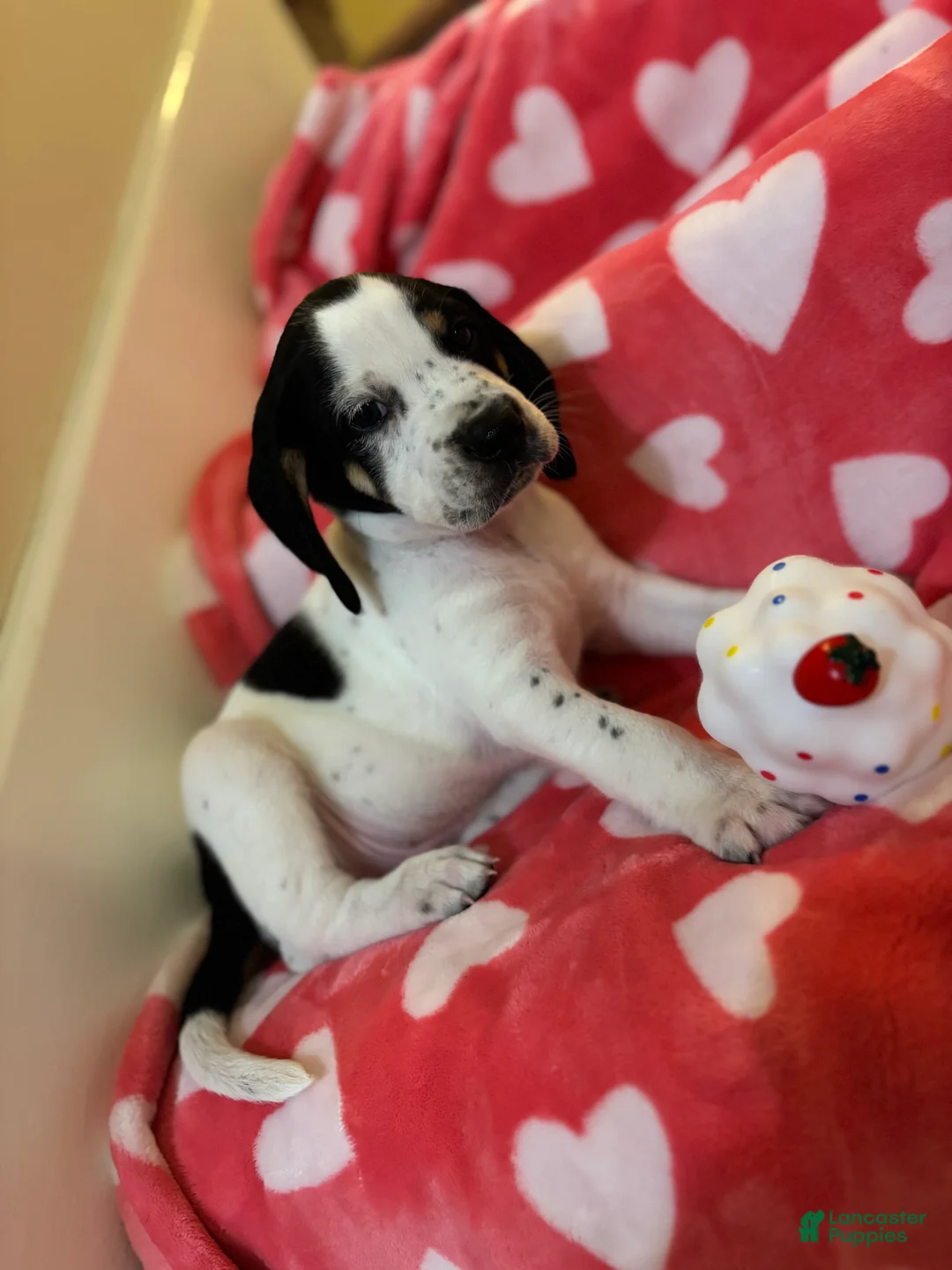 Mixed Breed dogs for sale: Mixed Breed Puppy 1 - Ad 1