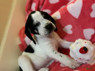 Mixed Breed dogs Mixed Breed Puppy 1 - Ad 37