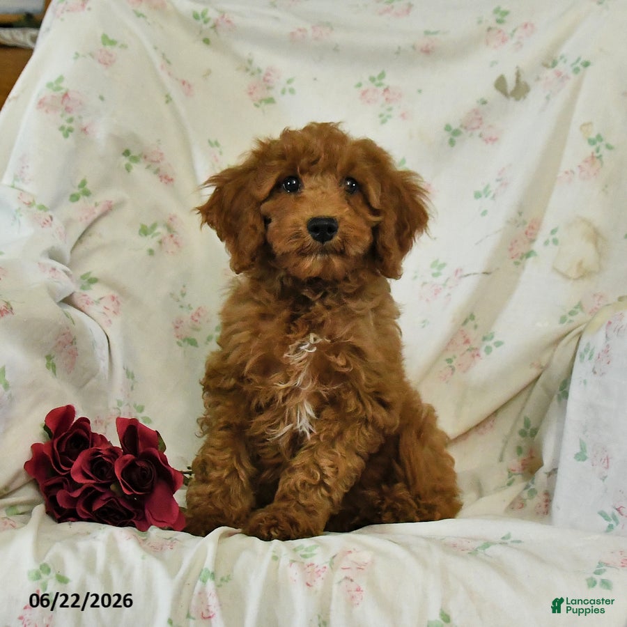 Mini Goldendoodle dogs Morgan - Ad 1