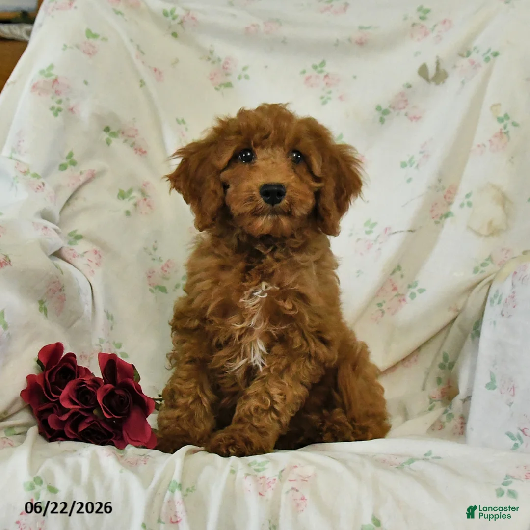 Mini Goldendoodle dogs for sale: Morgan - Ad 1