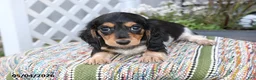 Miniature Dachshund dogs for sale: Cuddles - Ad 4