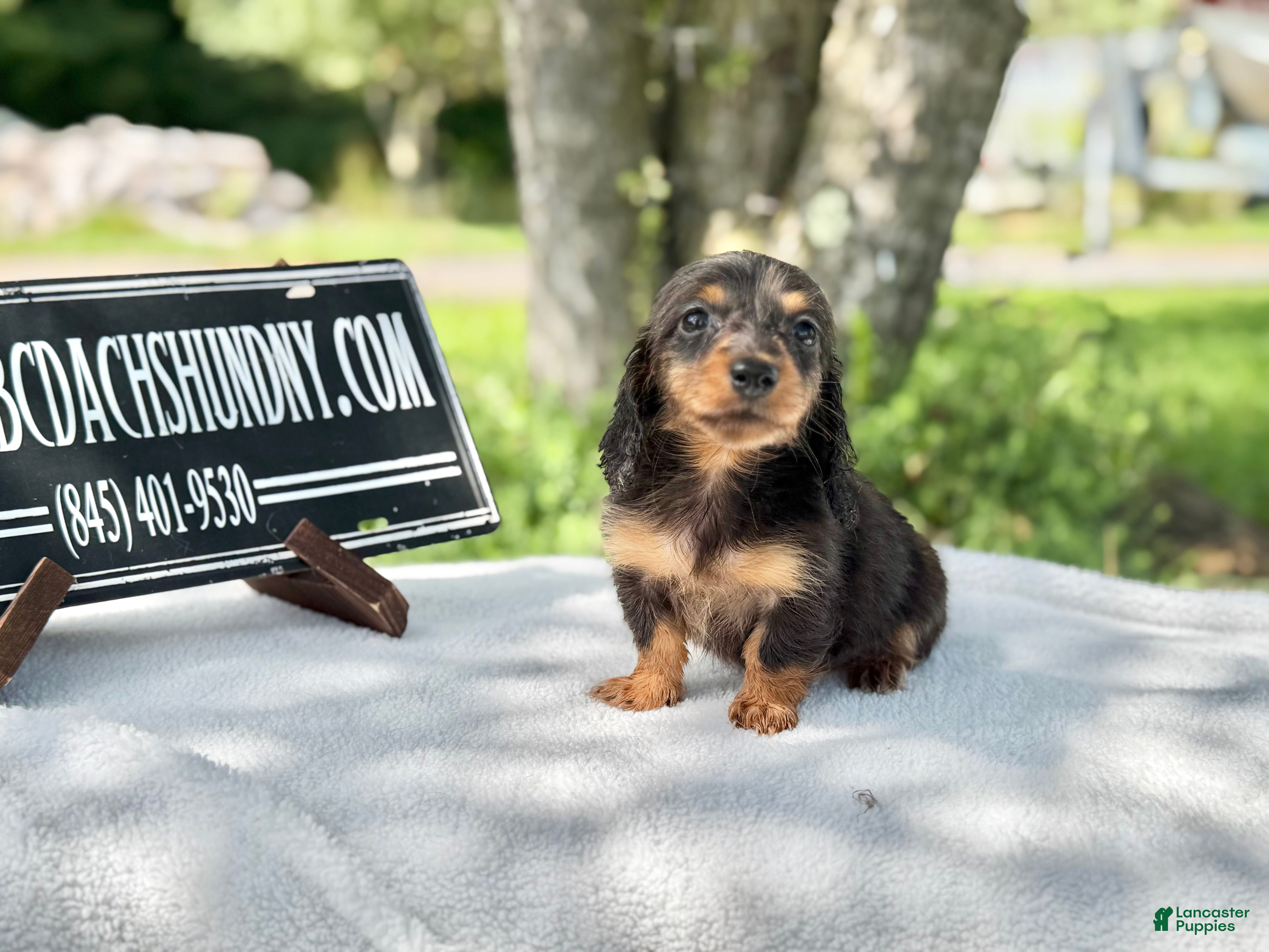 Miniature Dachshund dogs Russian AKC dapple Lh girl - Ad 16