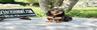 Russian AKC dapple Lh girl