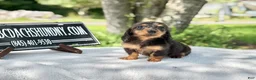 Miniature Dachshund dogs for sale: Russian AKC dapple Lh girl - Ad 1