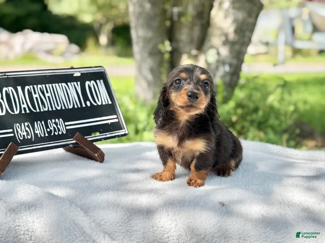 Miniature Dachshund dogs for sale: Russian AKC dapple Lh girl - Ad 1