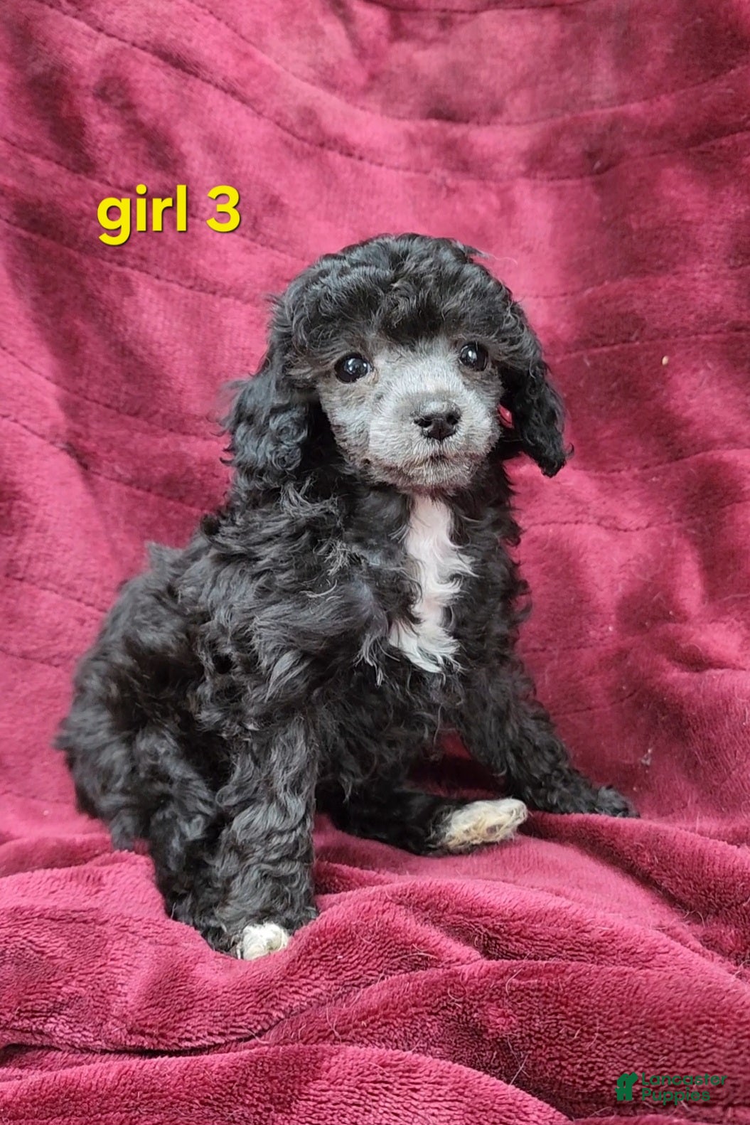 Toy Poodle dogs AKC Silver girl 3 - Ad 2
