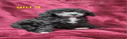 Toy Poodle dogs for sale: AKC Silver girl 3 - Ad 2