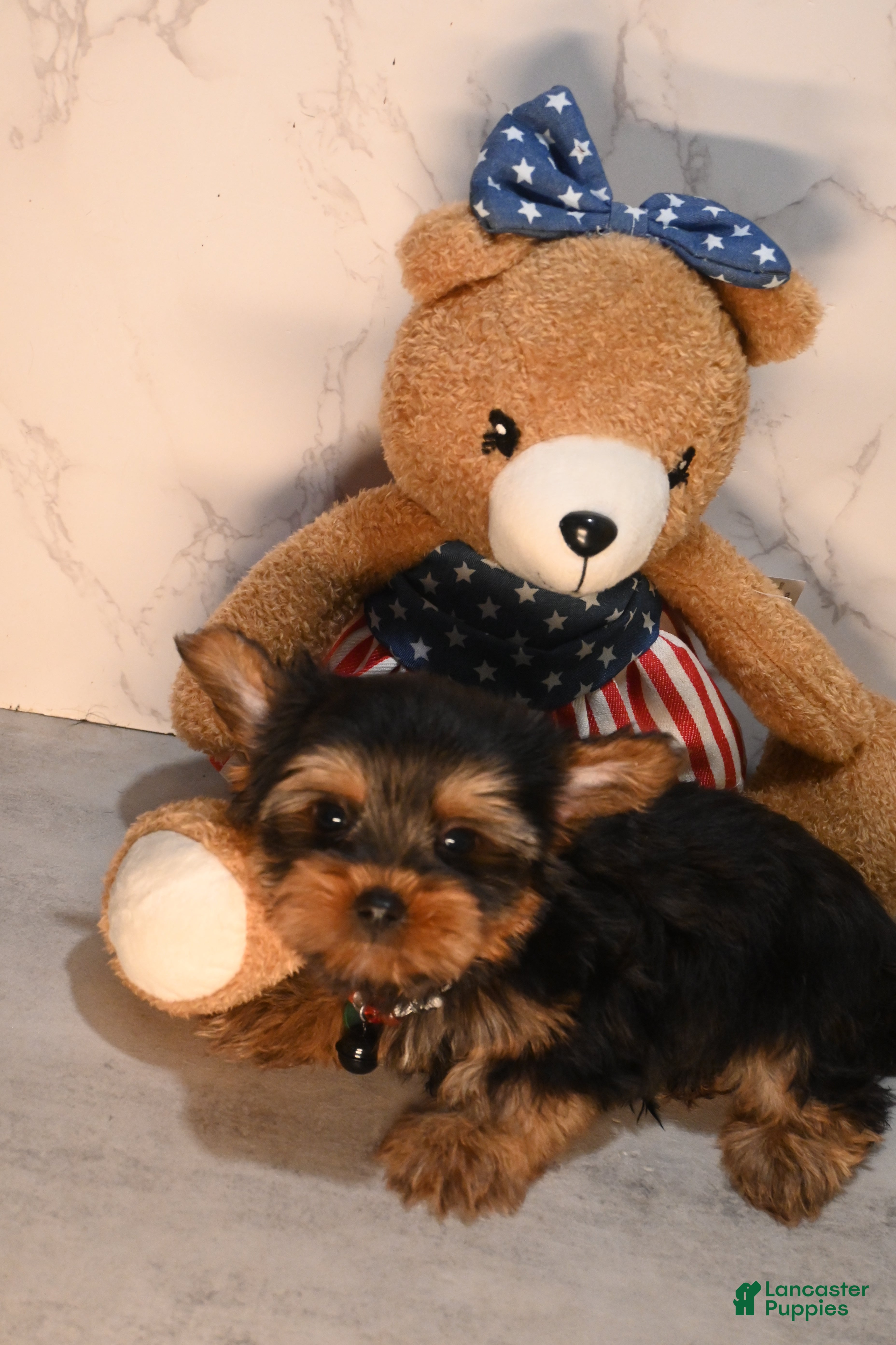 Yorkshire Terrier dogs for sale: TEACUP MAXX TEDDY FACE - Ad 2
