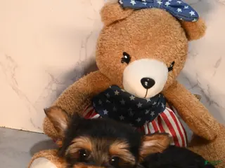 Yorkshire Terrier dogs for sale: TEACUP MAXX TEDDY FACE - Ad 2