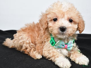 Maltipoo dogs - Ad 40