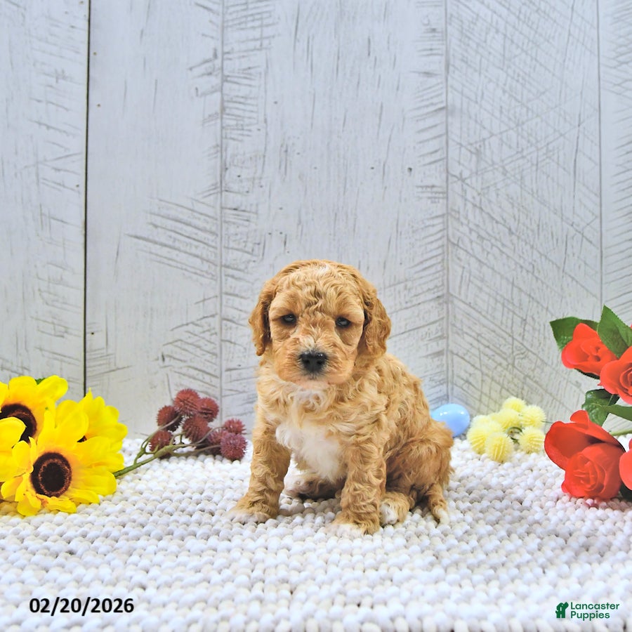 Mini Goldendoodle dogs Beau - Ad 1
