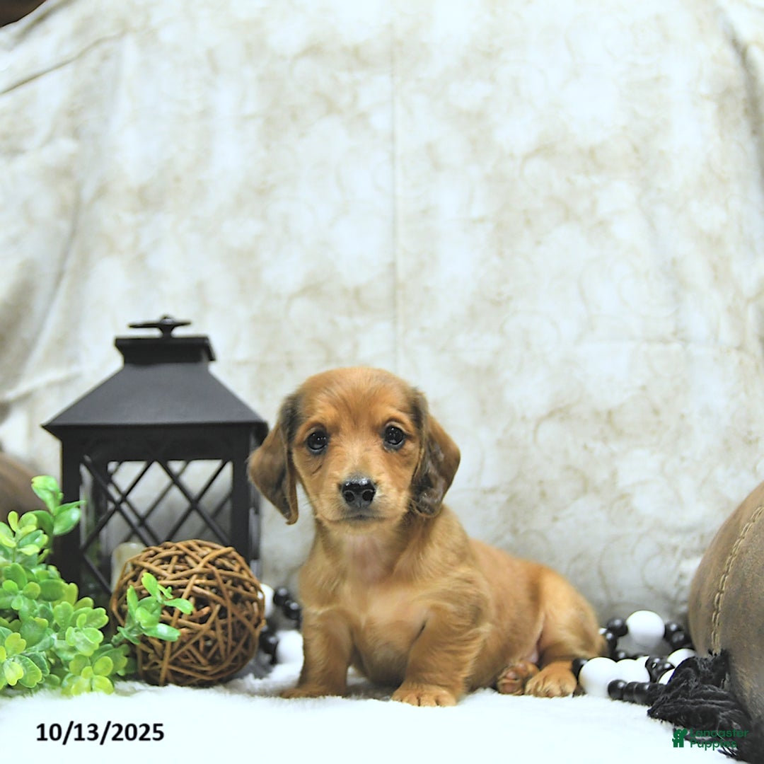 Miniature Dachshund dogs for sale: Asher - Ad 20