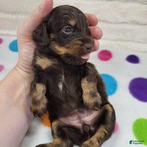 Miniature Dachshund dogs for sale: Chocolate & Tan Female - Ad 1
