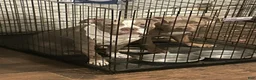 American Bully dogs for sale: American Bully 3 - Ad 6