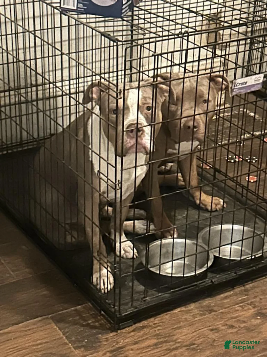American Bully dogs for sale: American Bully 3 - Ad 6