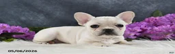French Bulldog dogs for sale: Ivory - Ad 1