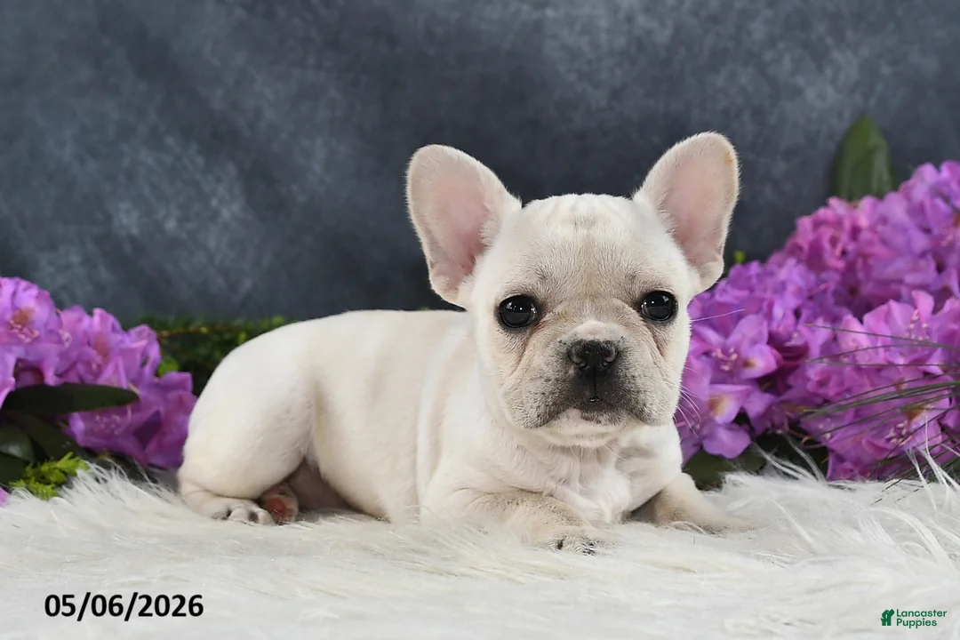 French Bulldog dogs for sale: Ivory - Ad 1