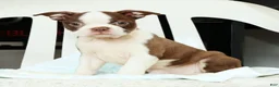 Boston Terrier dogs for sale: Misty - Ad 8