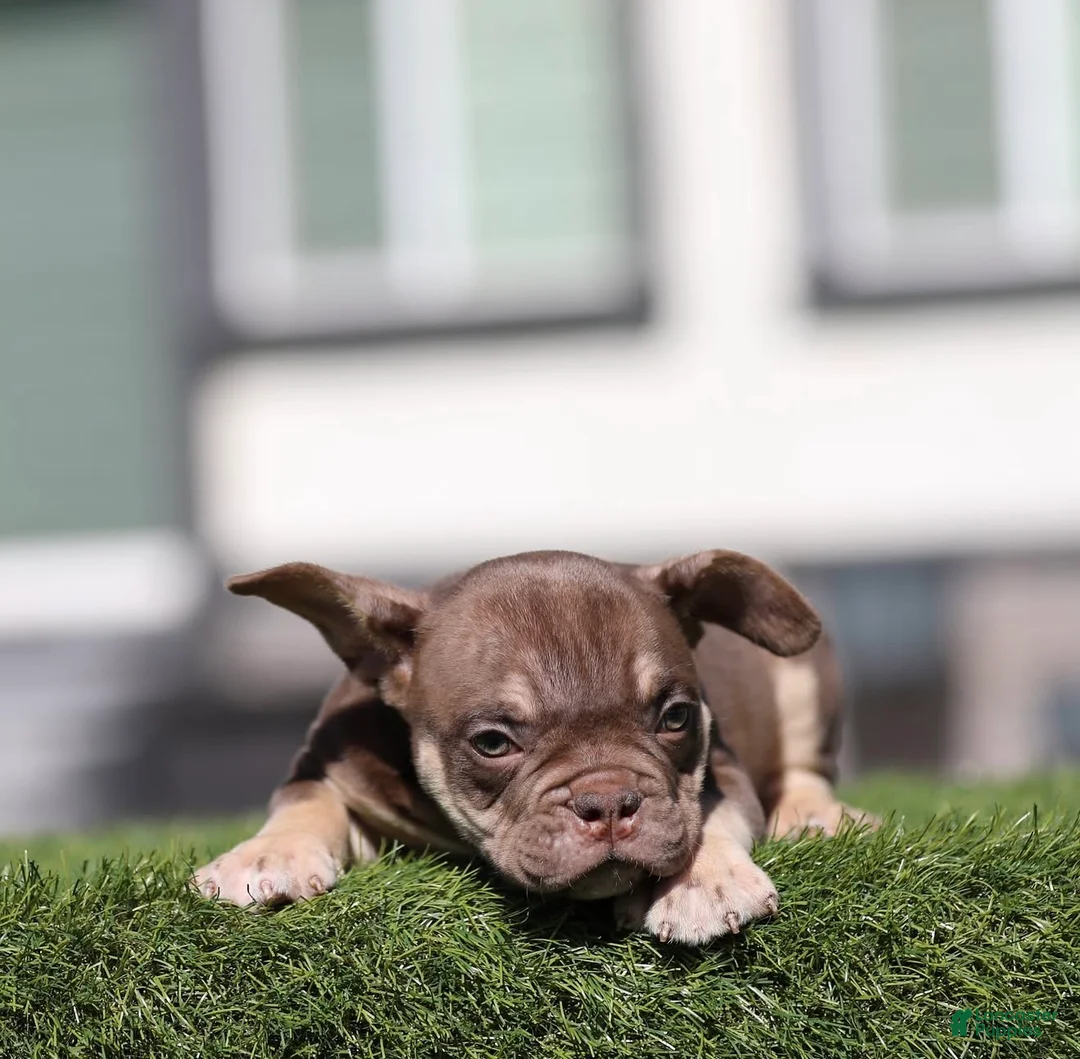 American Bully dogs for sale: American Bully 2 - Ad 2