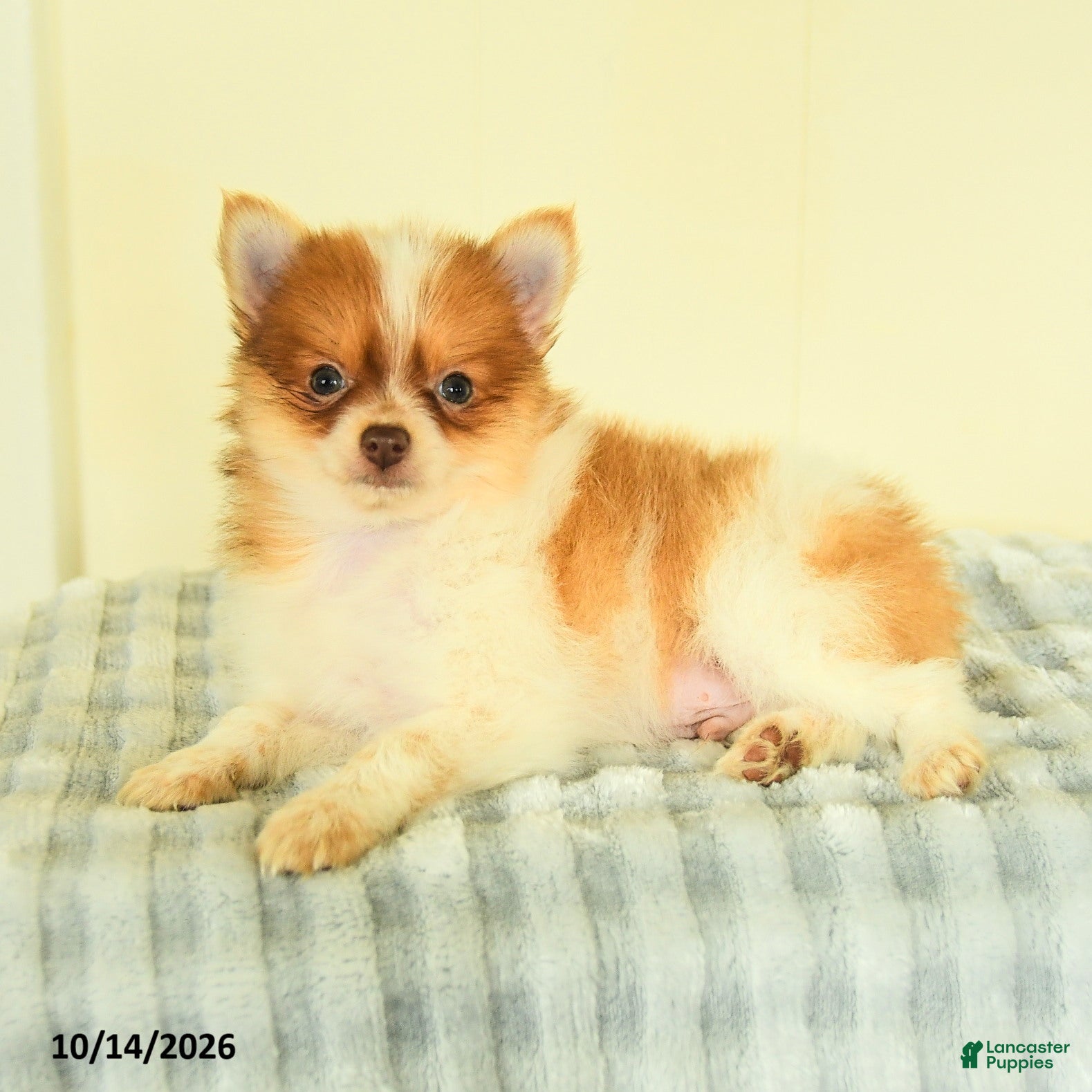 Pomeranian dogs Titus - Ad 2