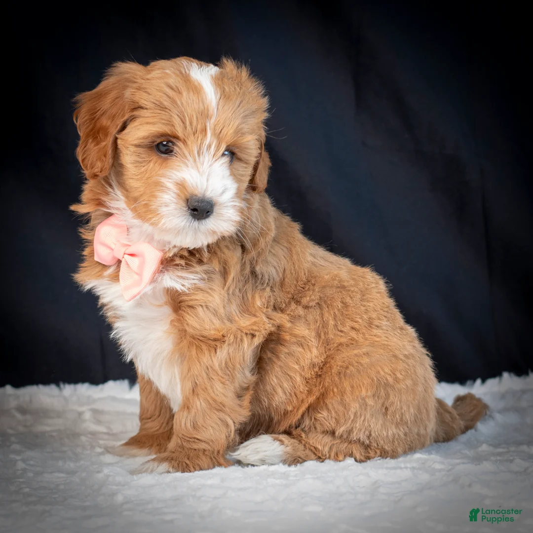 Mini Goldendoodle dogs for sale: Bella - Ad 3