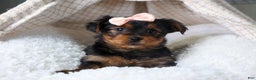Yorkshire Terrier dogs for sale: COCO - Ad 2