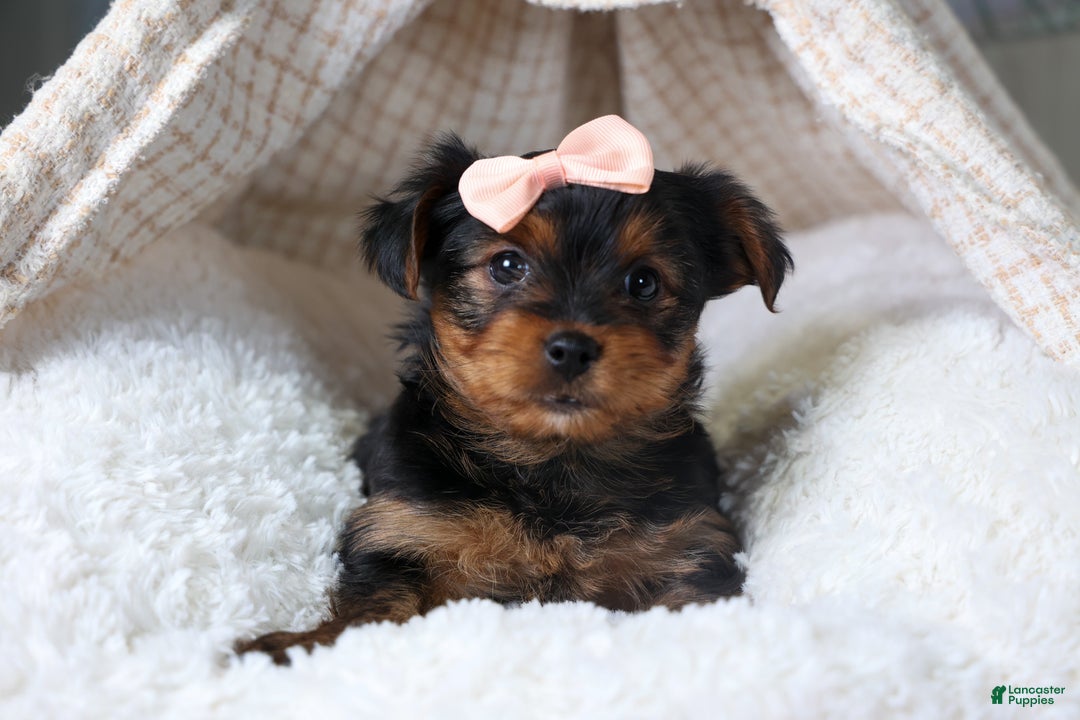 Yorkshire Terrier dogs for sale: COCO - Ad 2
