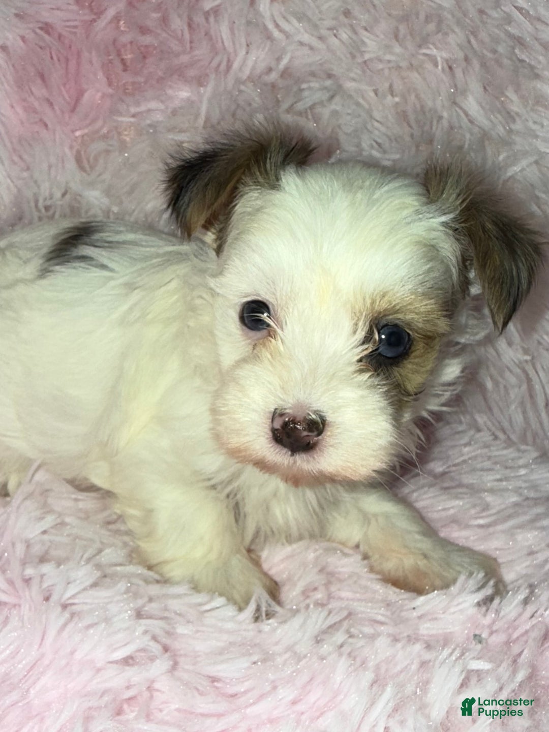 Yorkshire Terrier dogs for sale: Diamond  - Ad 3