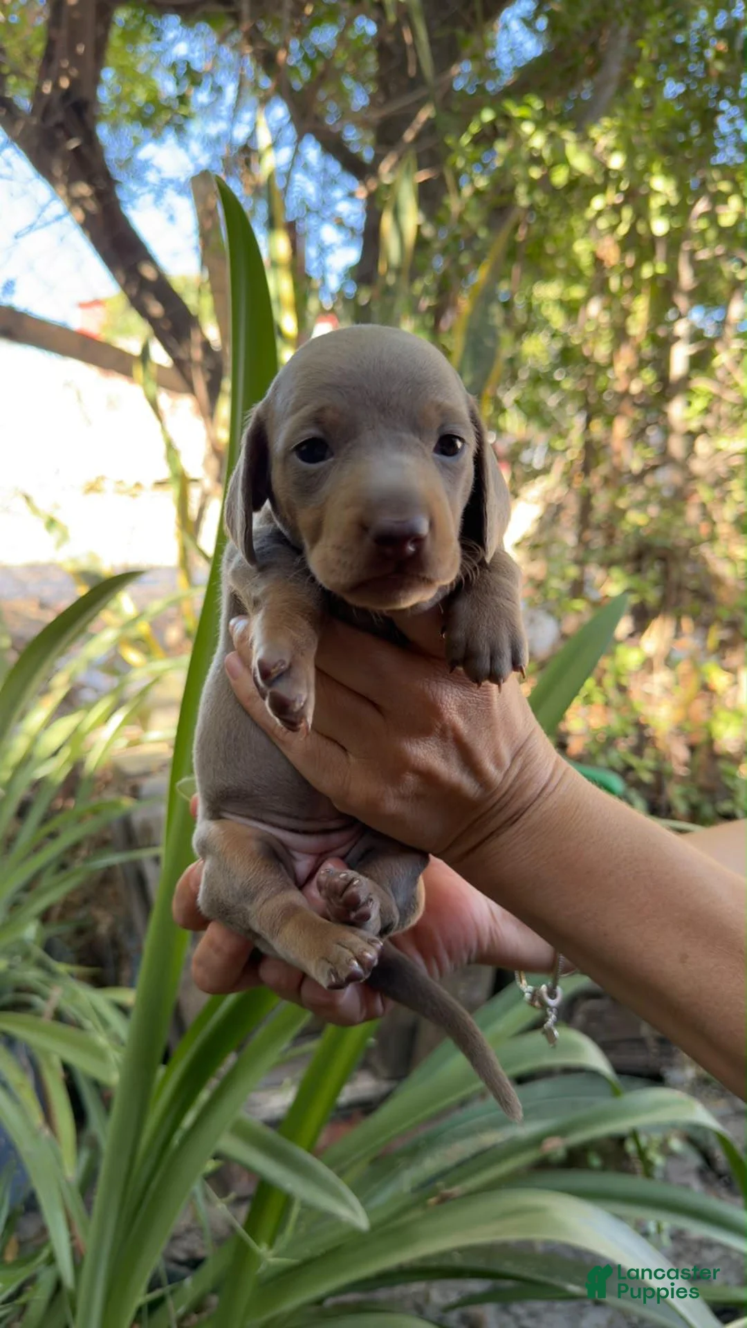 Miniature Dachshund dogs for sale: Miniature Dachshund blue boy - Ad 1