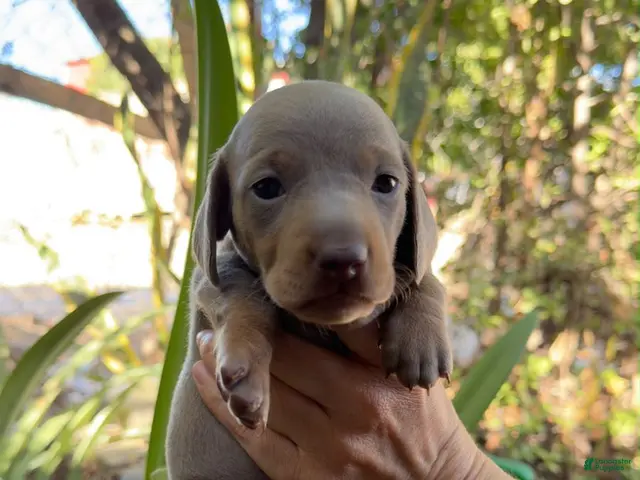 Miniature Dachshund dogs for sale: Miniature Dachshund blue boy - Ad 2