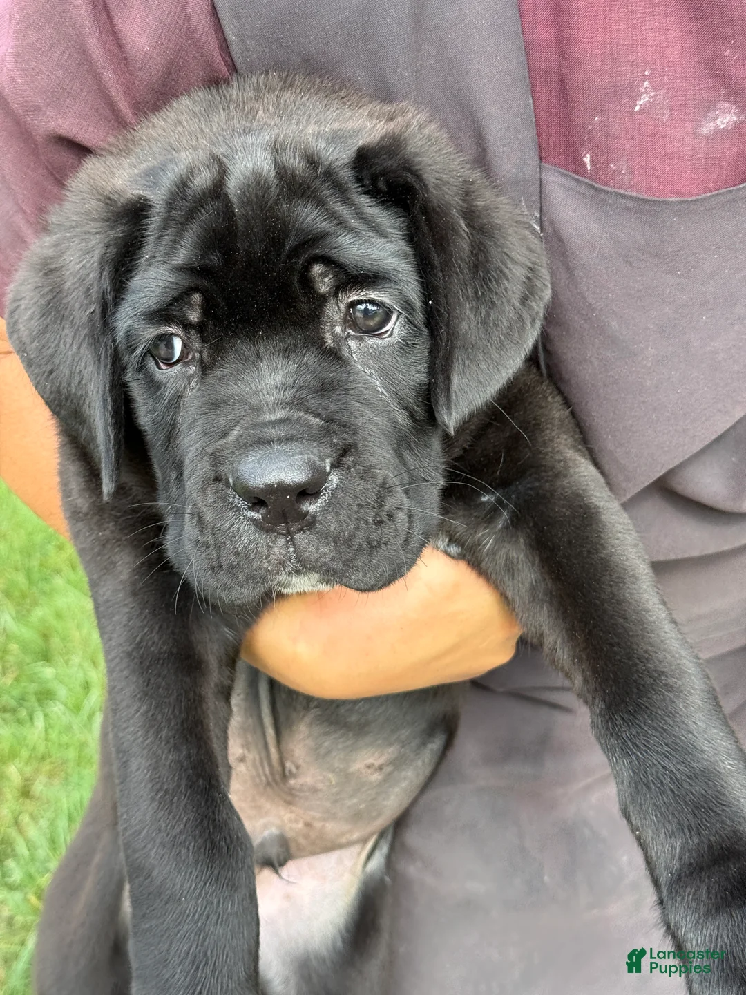 Cane Corso dogs for sale: Kody - Ad 2