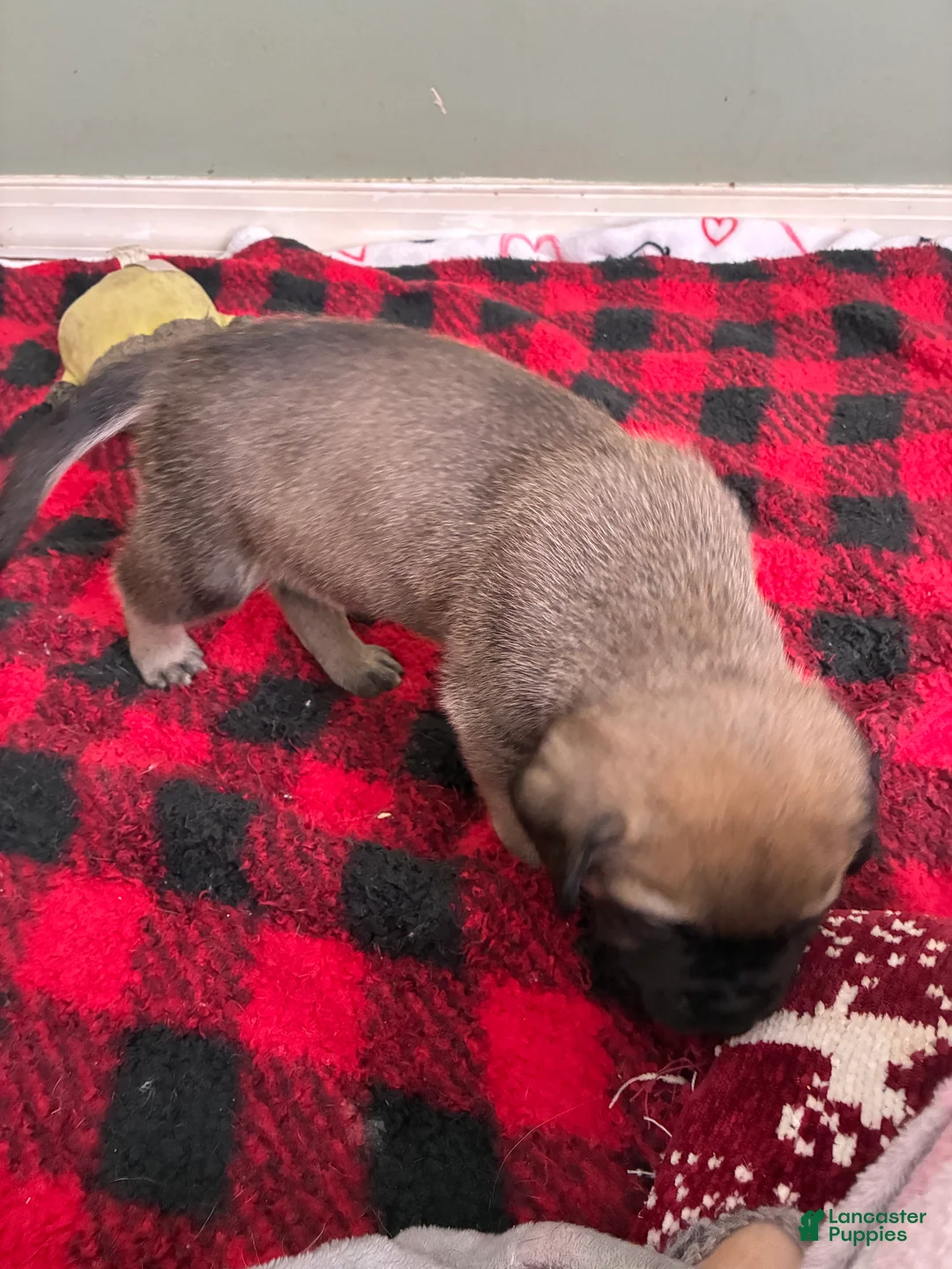 English Mastiff dogs for sale: English Mastiff Puppy 4 - Ad 5