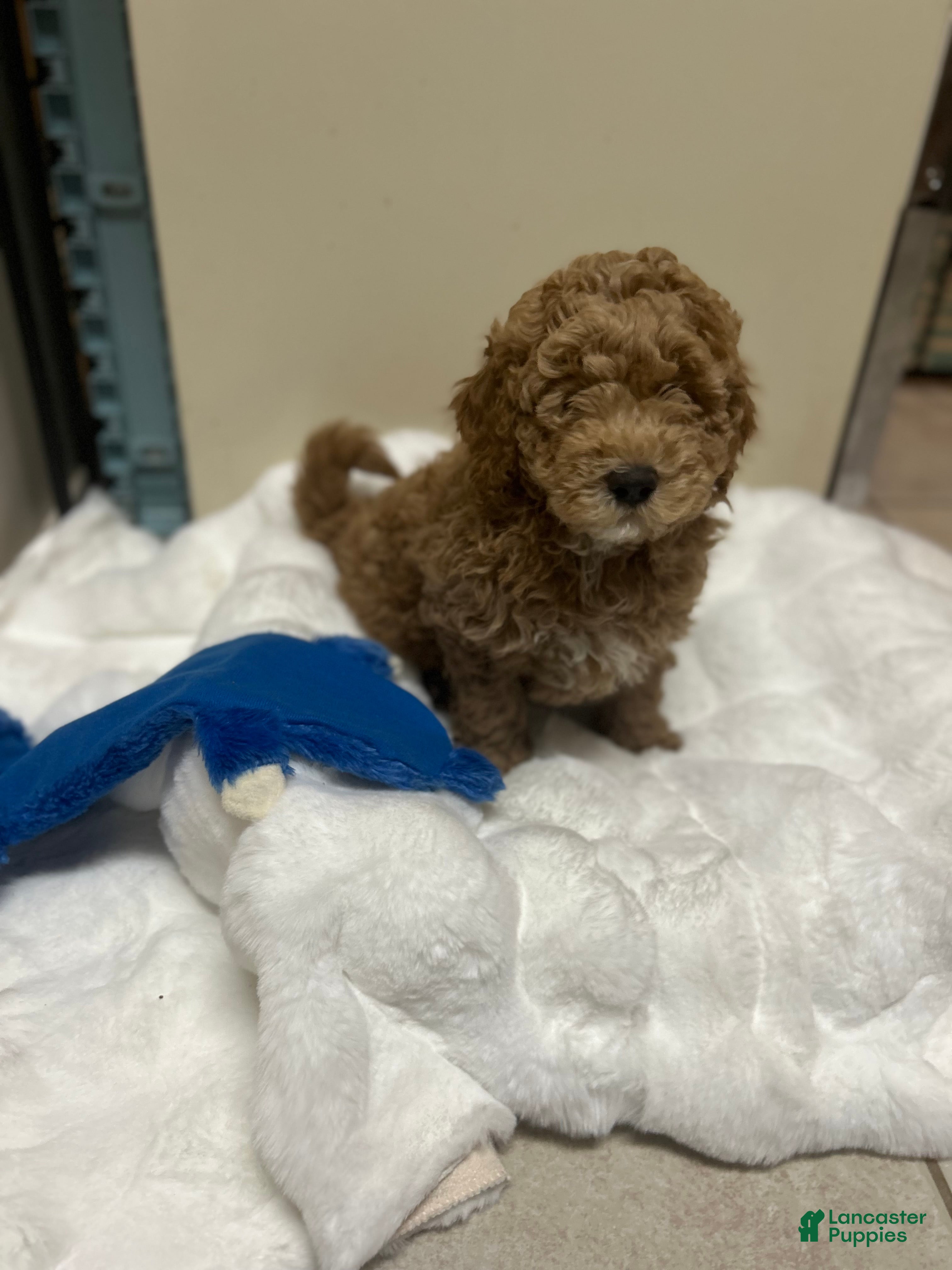 Mini Goldendoodle dogs Mini Goldendoodle Puppy Jolly - Ad 39