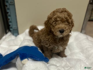 Mini Goldendoodle dogs Mini Goldendoodle Puppy Jolly - Ad 27