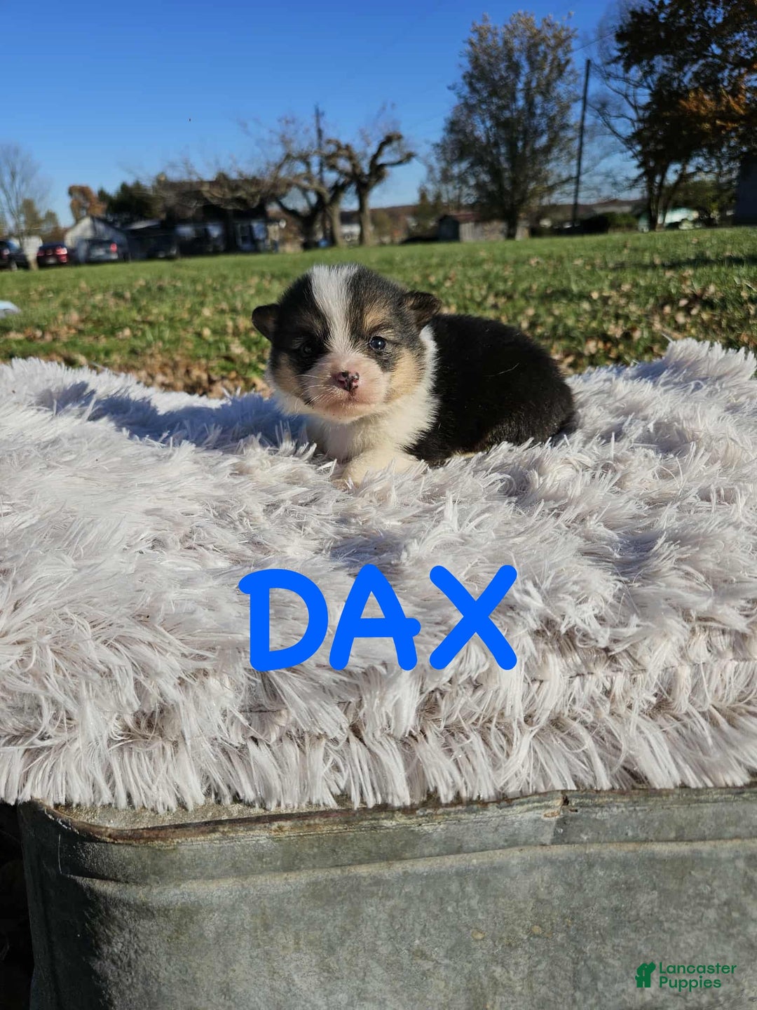 American Corgi dogs for sale: American Corgi Puppy 4 - Ad 1