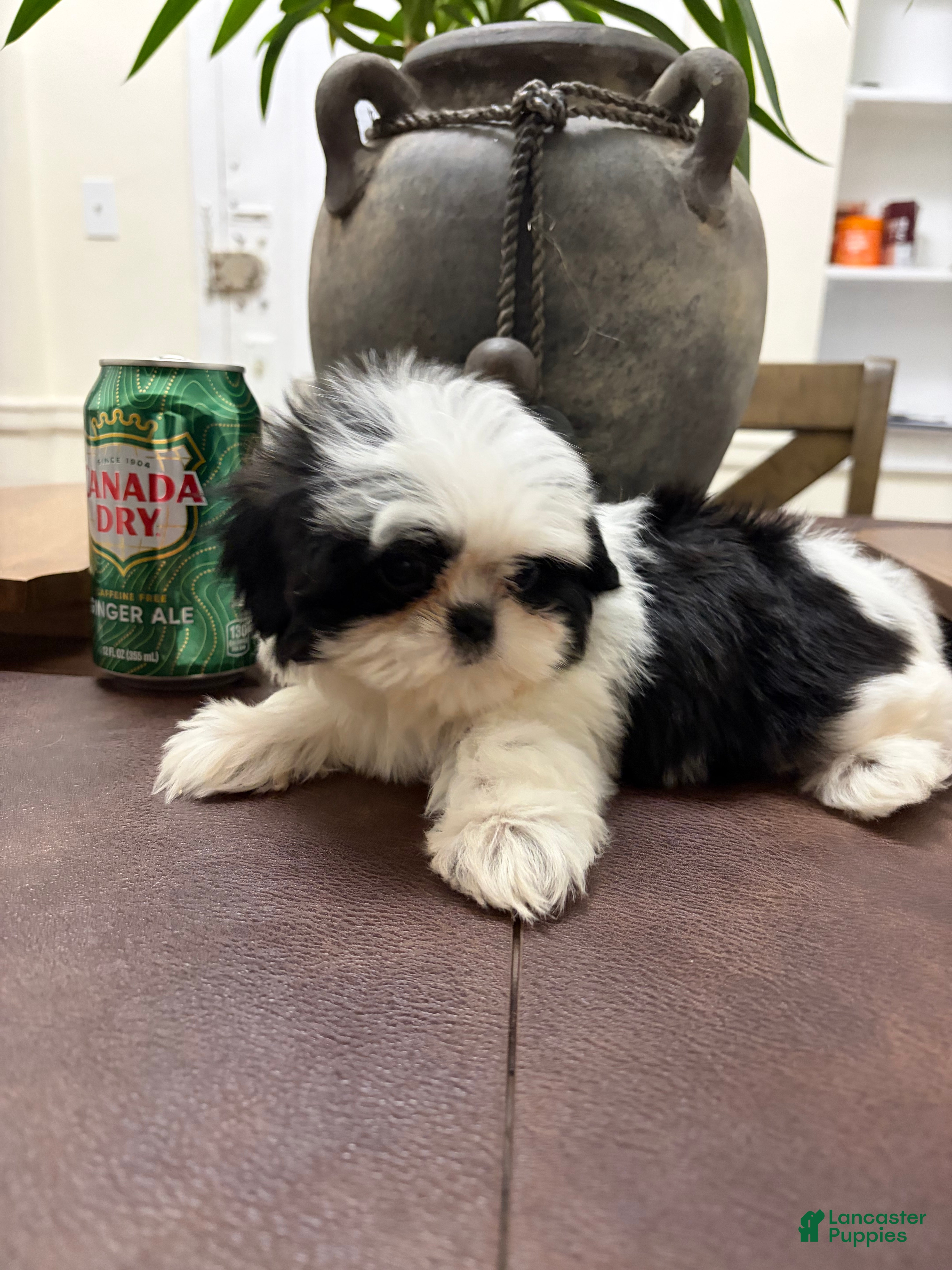 Shih Tzu dogs May - Ad 28