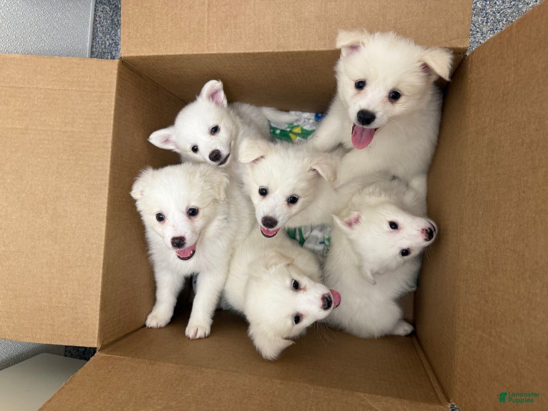 American Eskimo dogs for sale: Remi - Ad 8