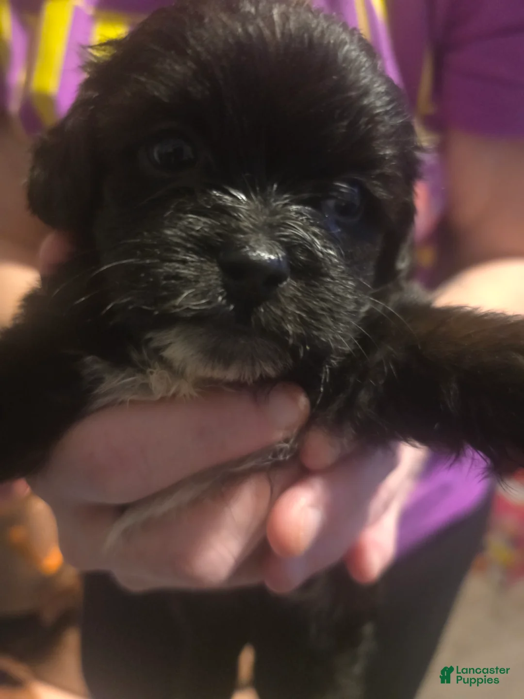 Mixed Breed dogs for sale: Mixed Breed 1 - Ad 2