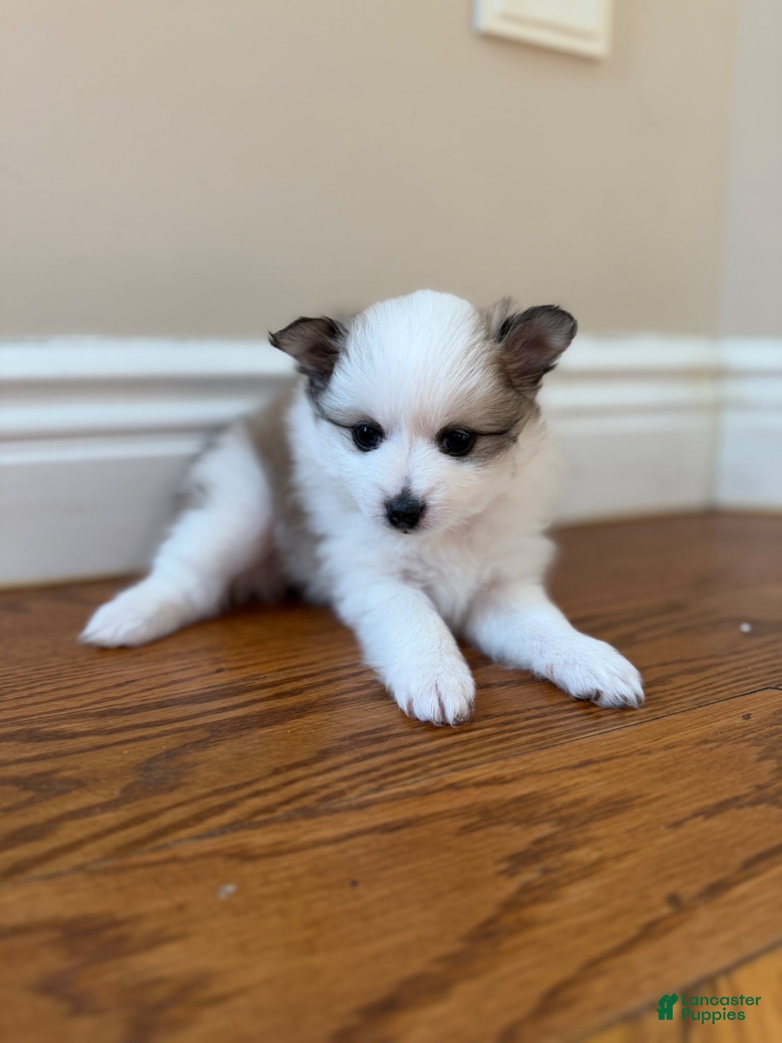 Pomeranian dogs Cleo - Ad 2